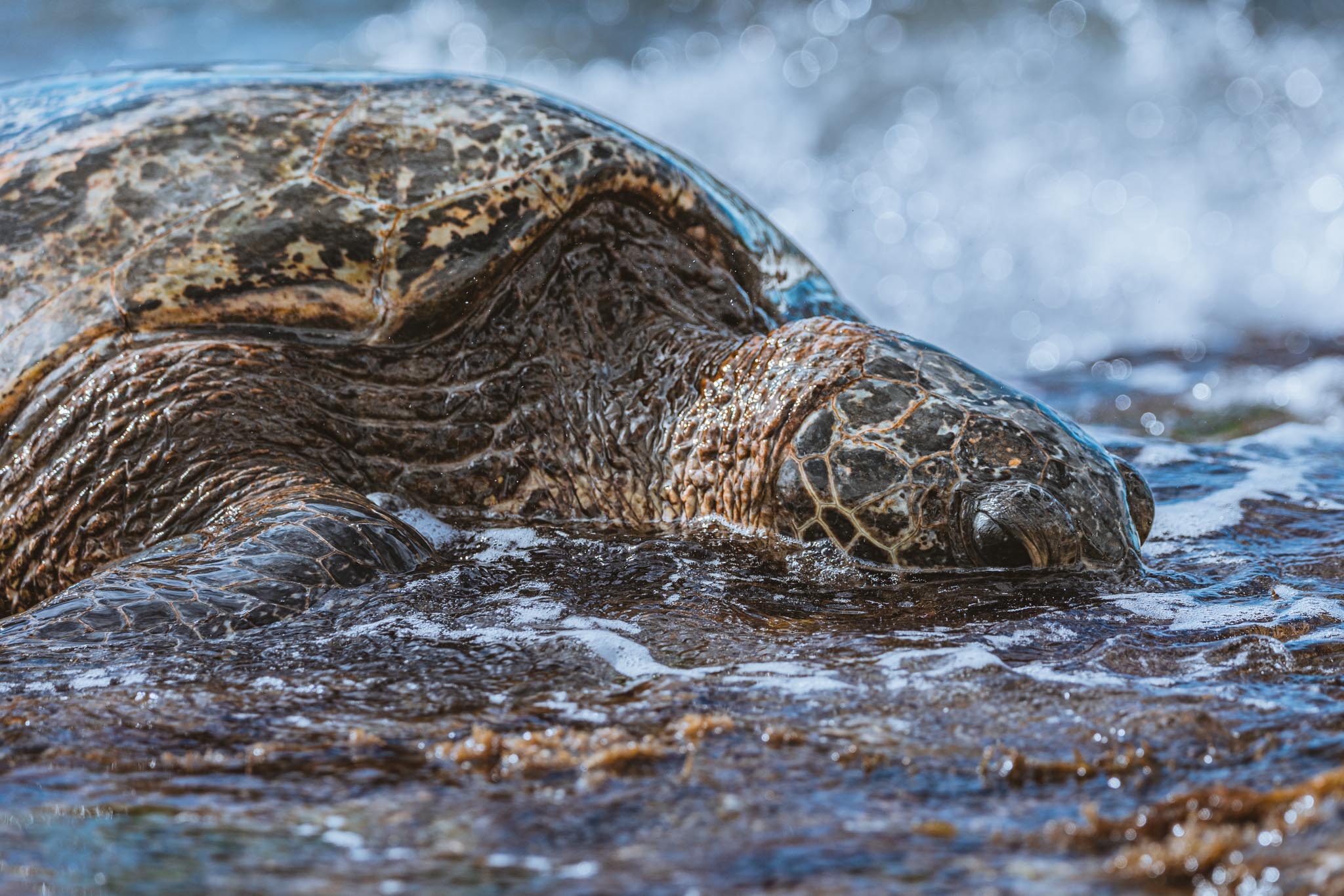 Close turtle profile in the wash