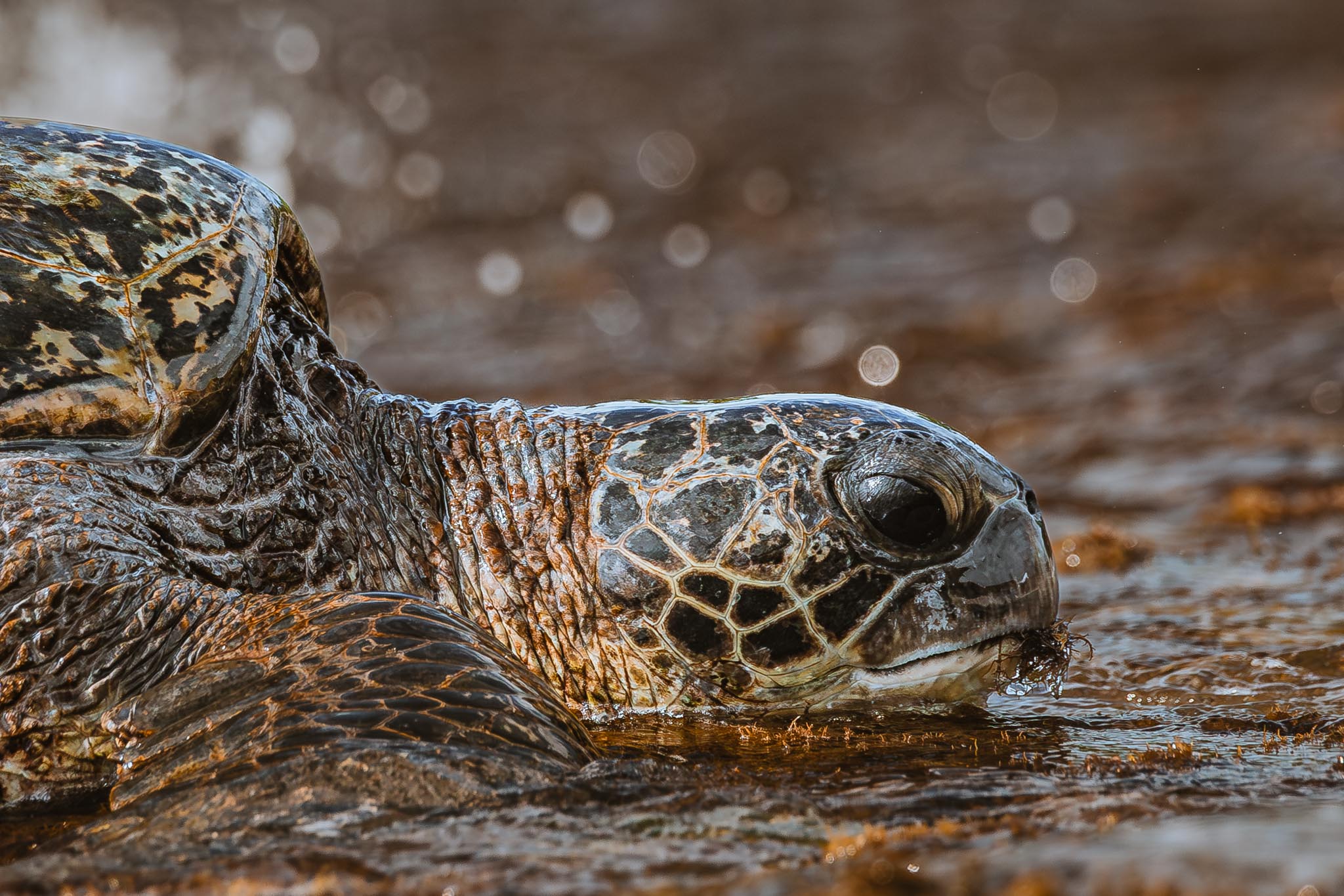 Front-on turtle portrait, both eyes visible