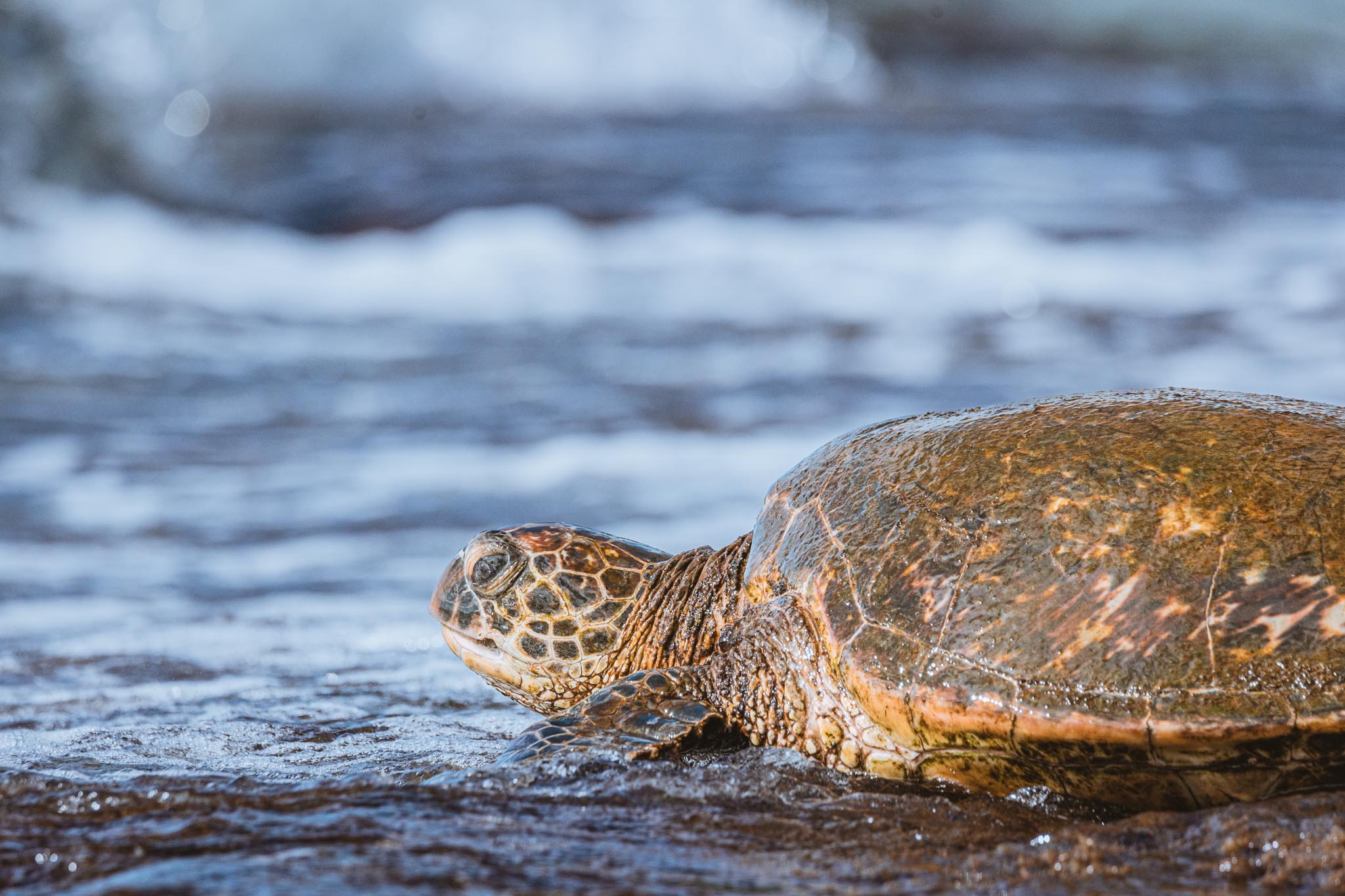 Turtle resting at the waterline