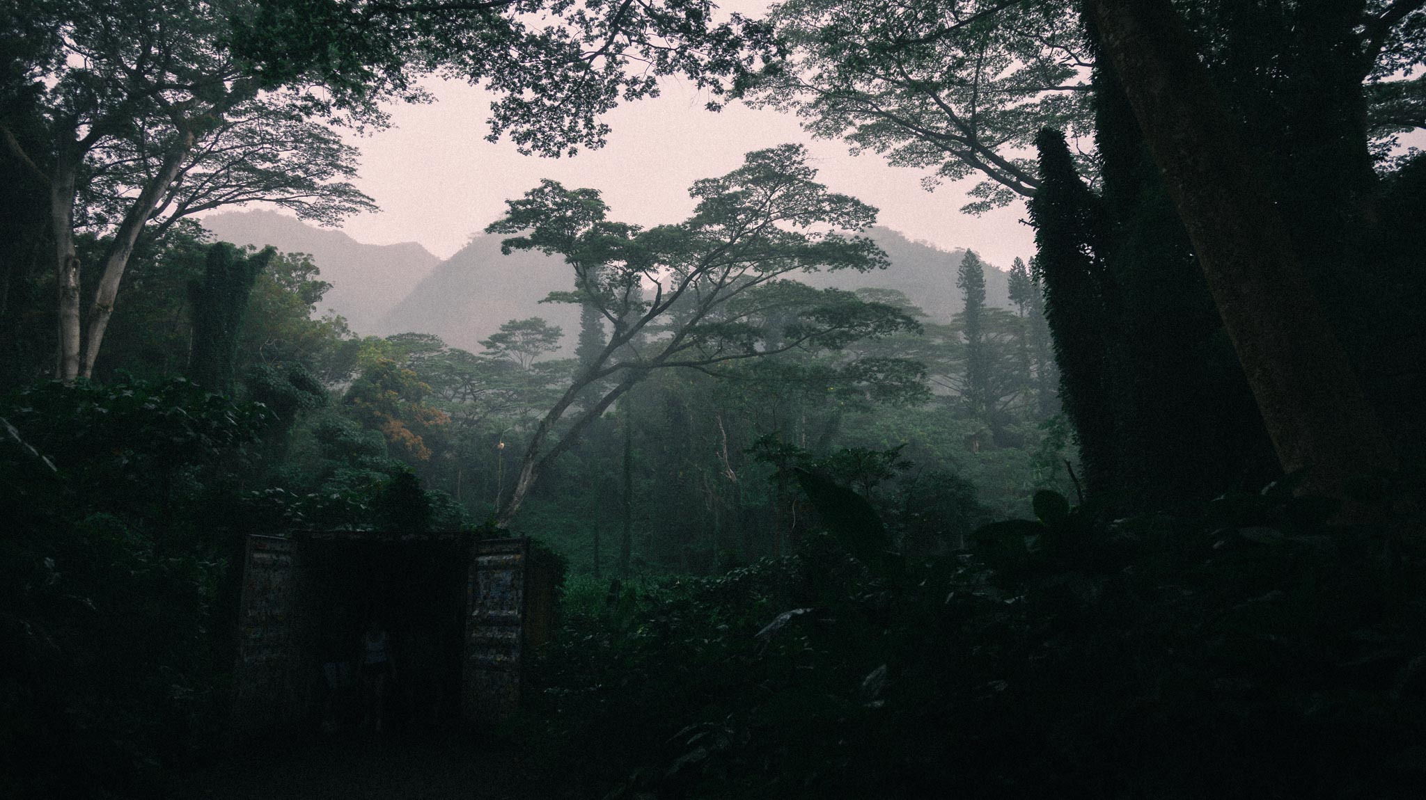 Dark forest gate in misty light