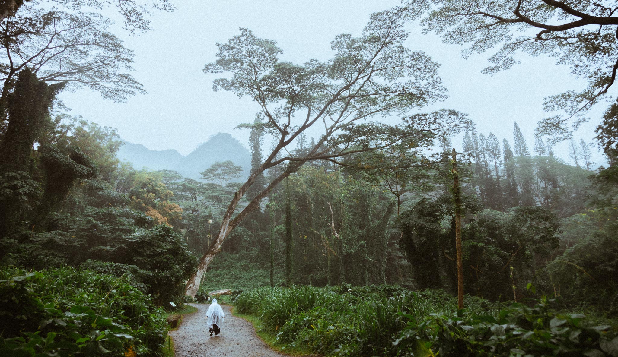 Manoa Falls trail crossing through wet valley forest