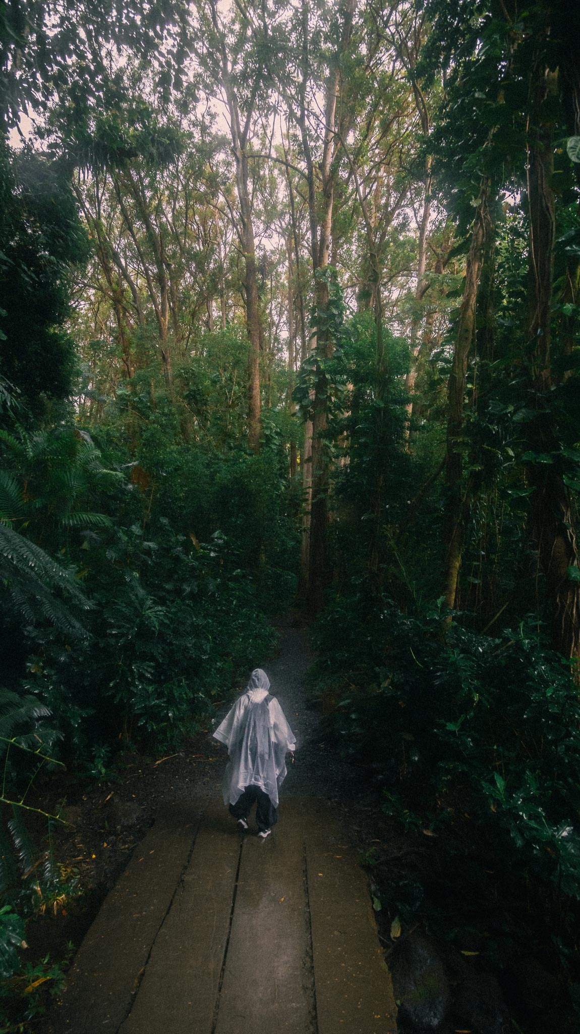 Person walking through dense Manoa forest