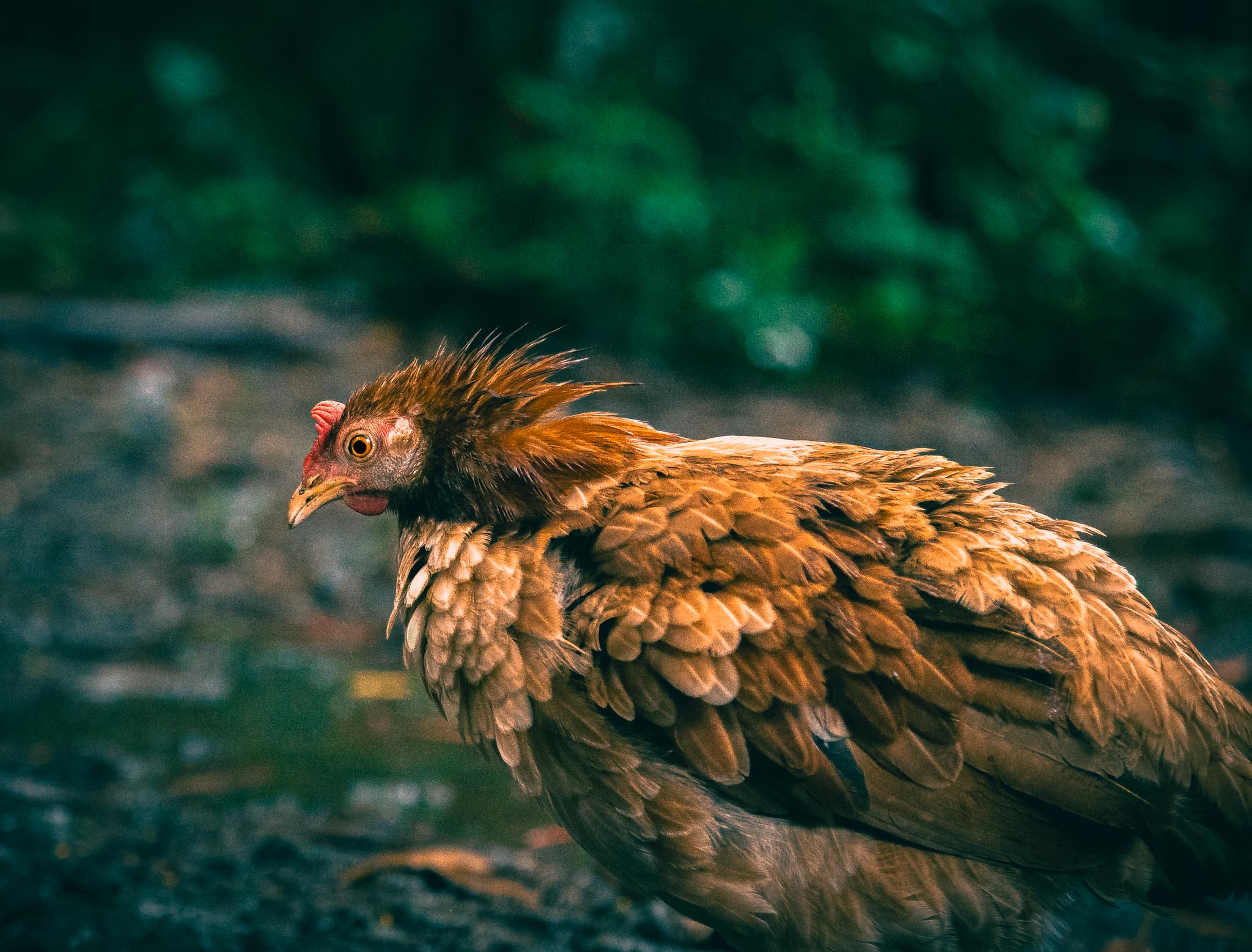 Free-roaming chicken in wet forest light