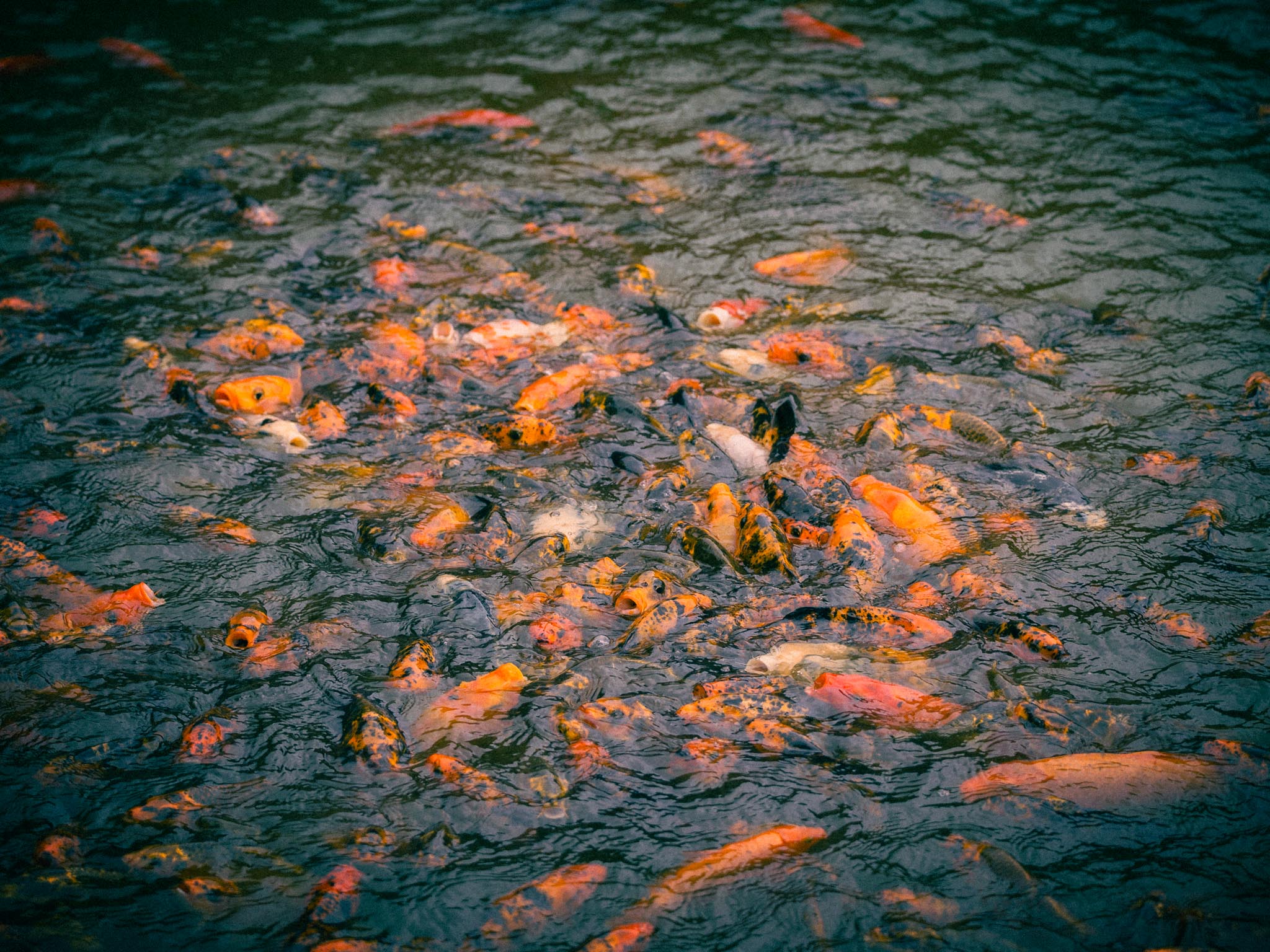 Koi pond surface crowded with orange fish