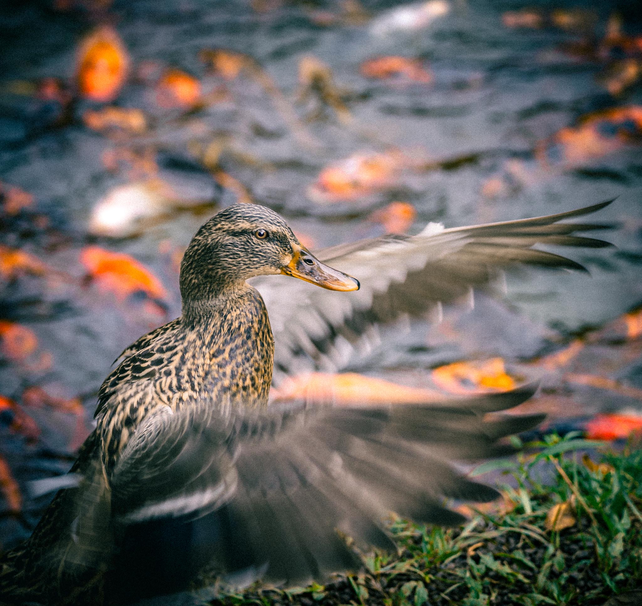Introduced bird lifting off from the pond edge