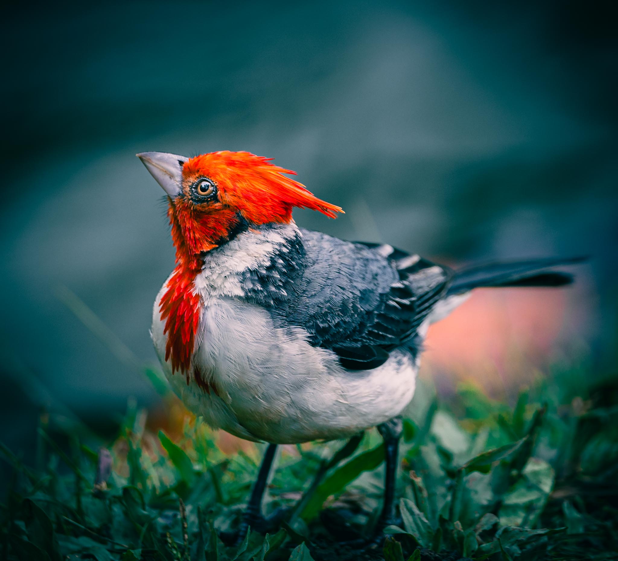 Red-crested cardinal in grass