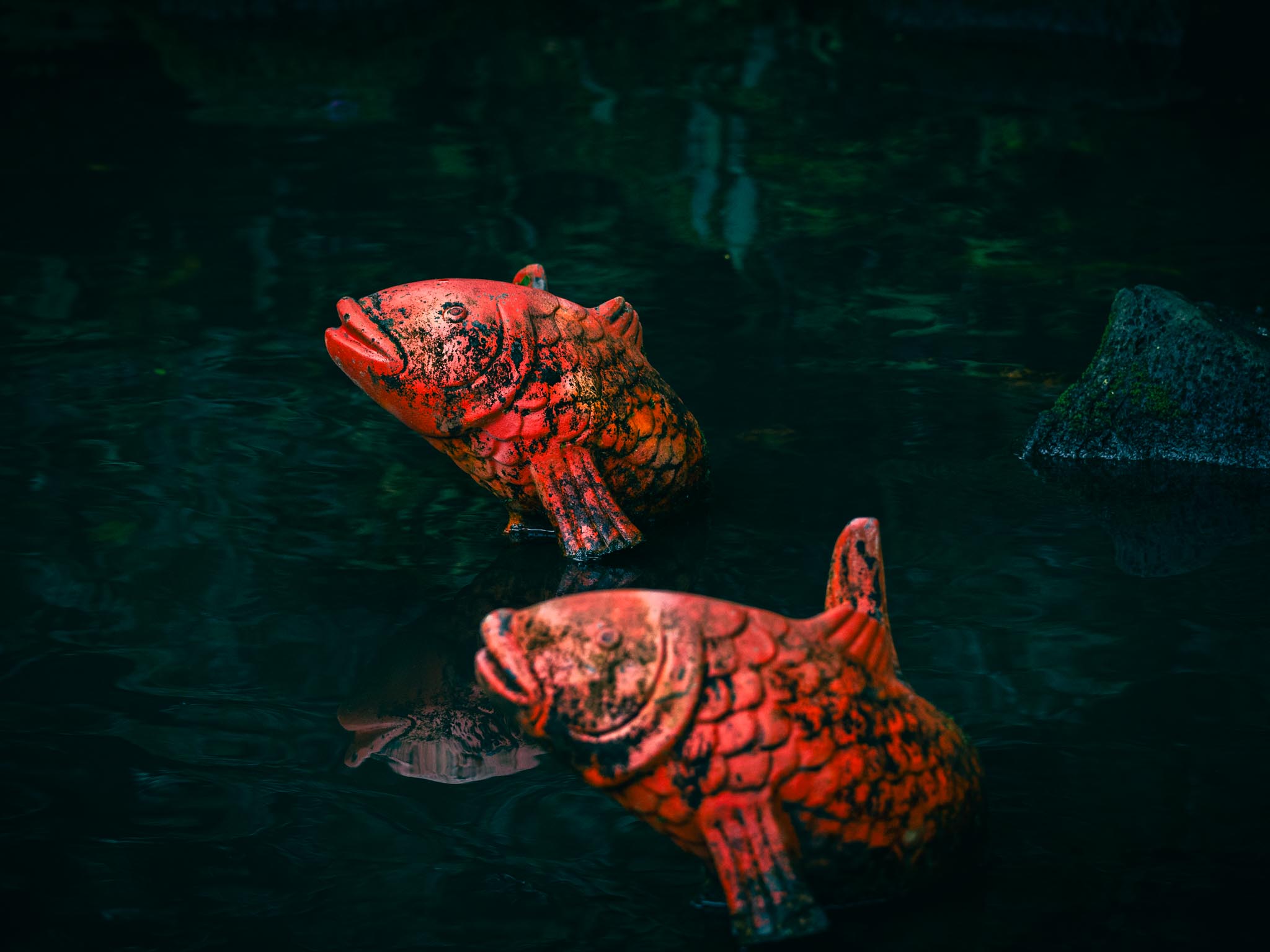 Two koi in deep green water