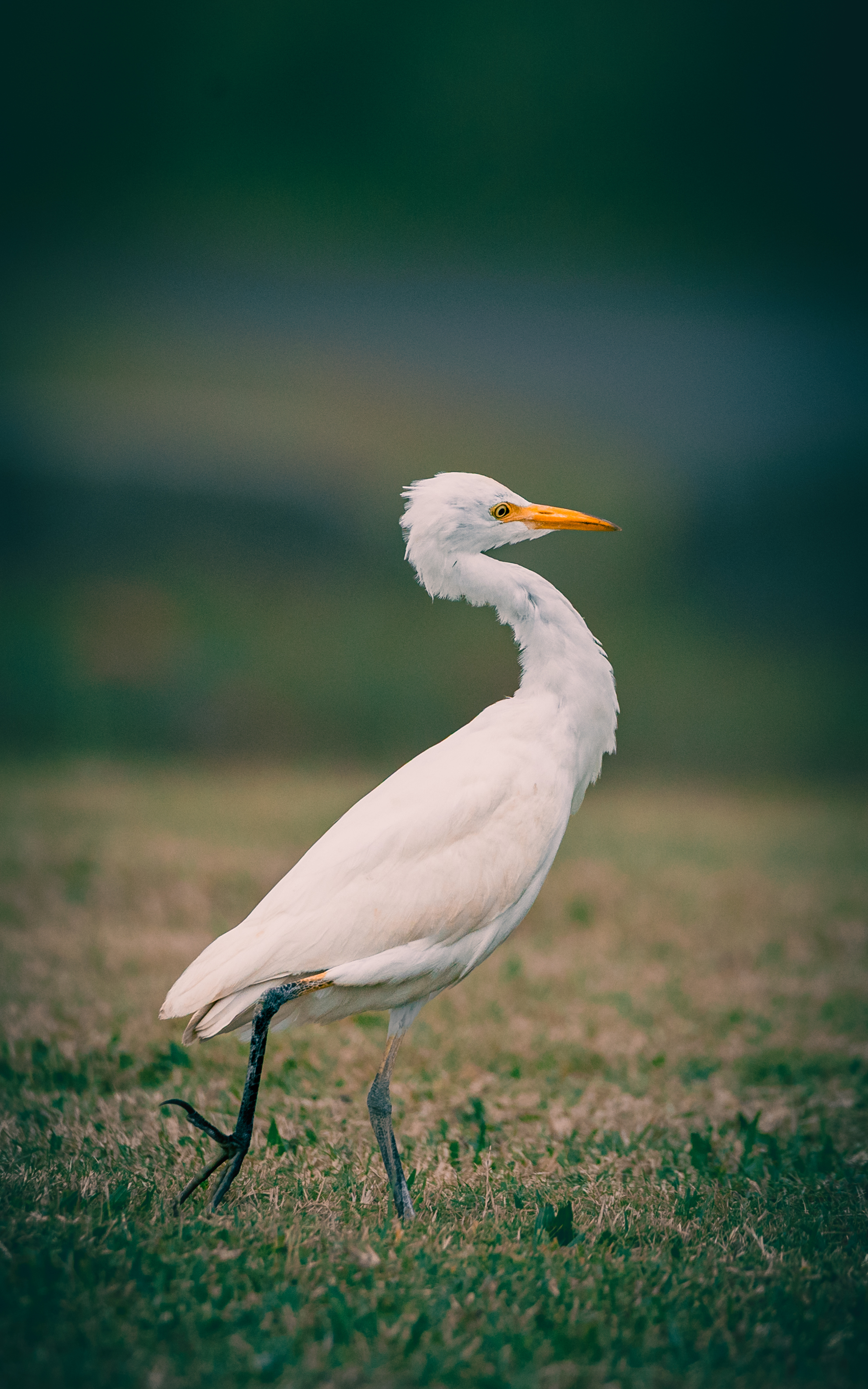 Cattle egret mid-stride, foot lifted