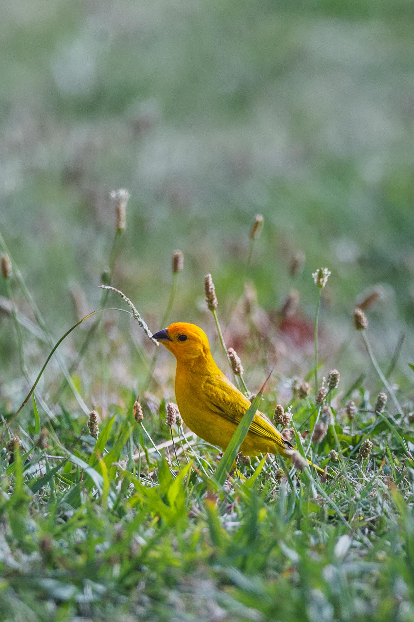 Yellow introduced songbird in low grass