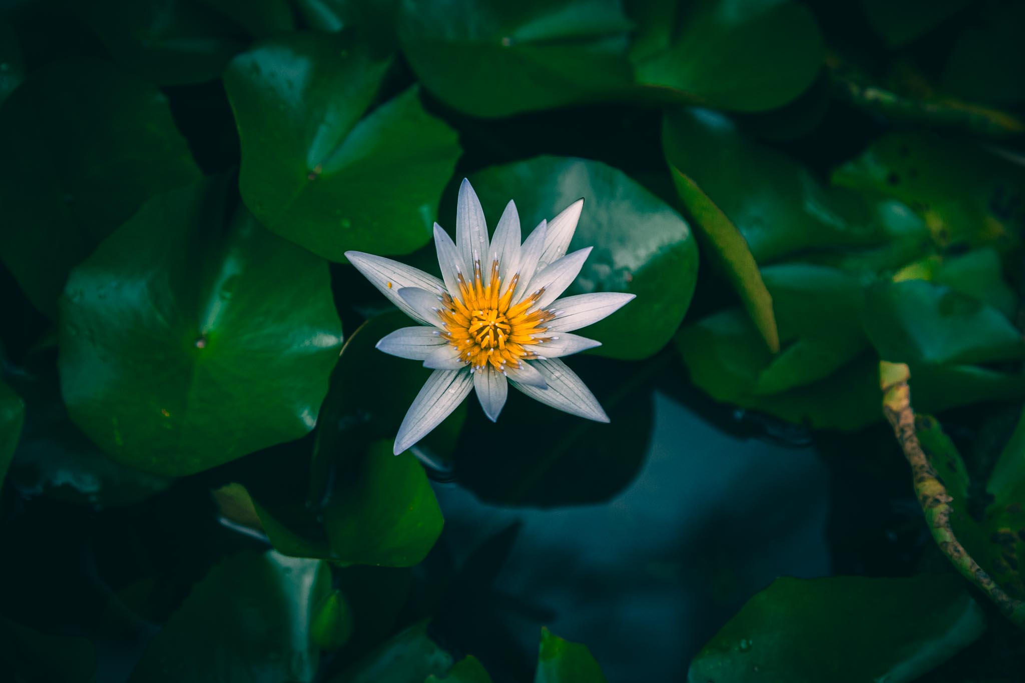 White water lily floating in green water