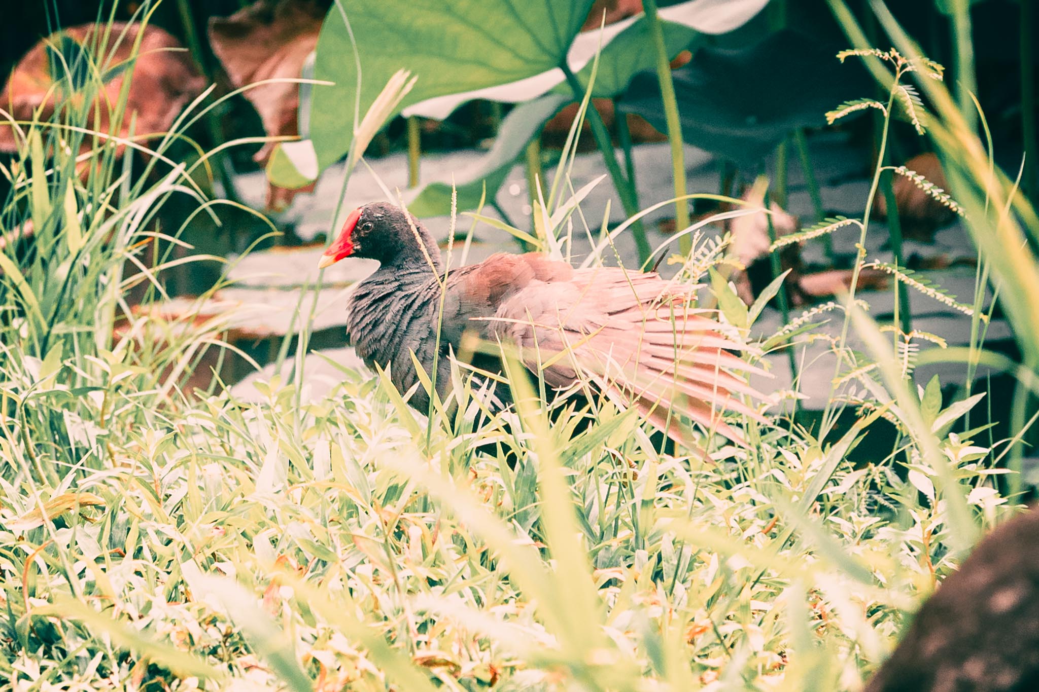 Gallinule backlit in grass