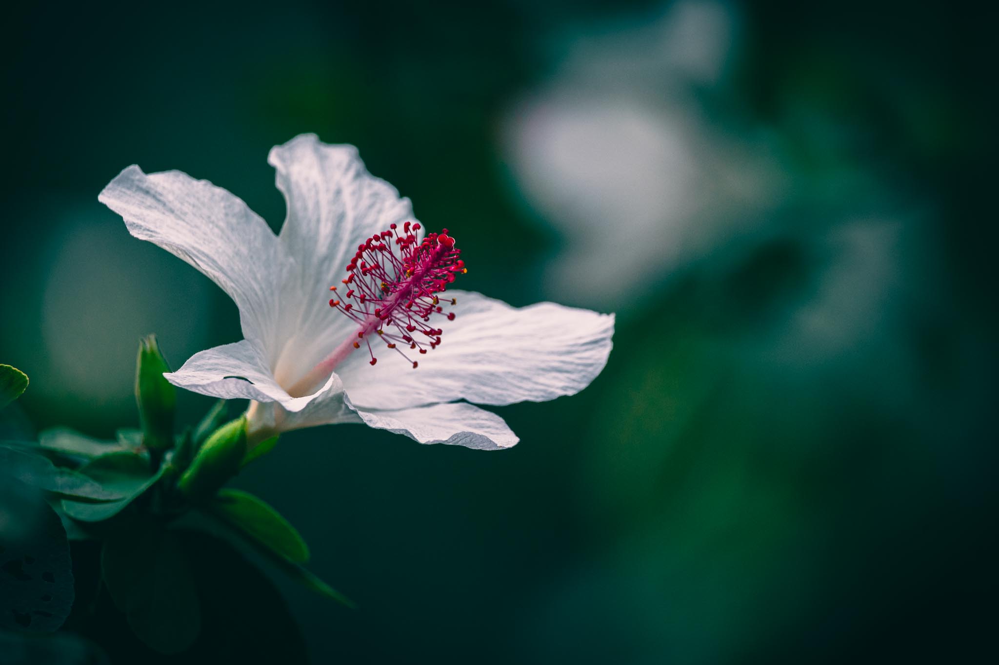 Pale hibiscus flower against dark foliage