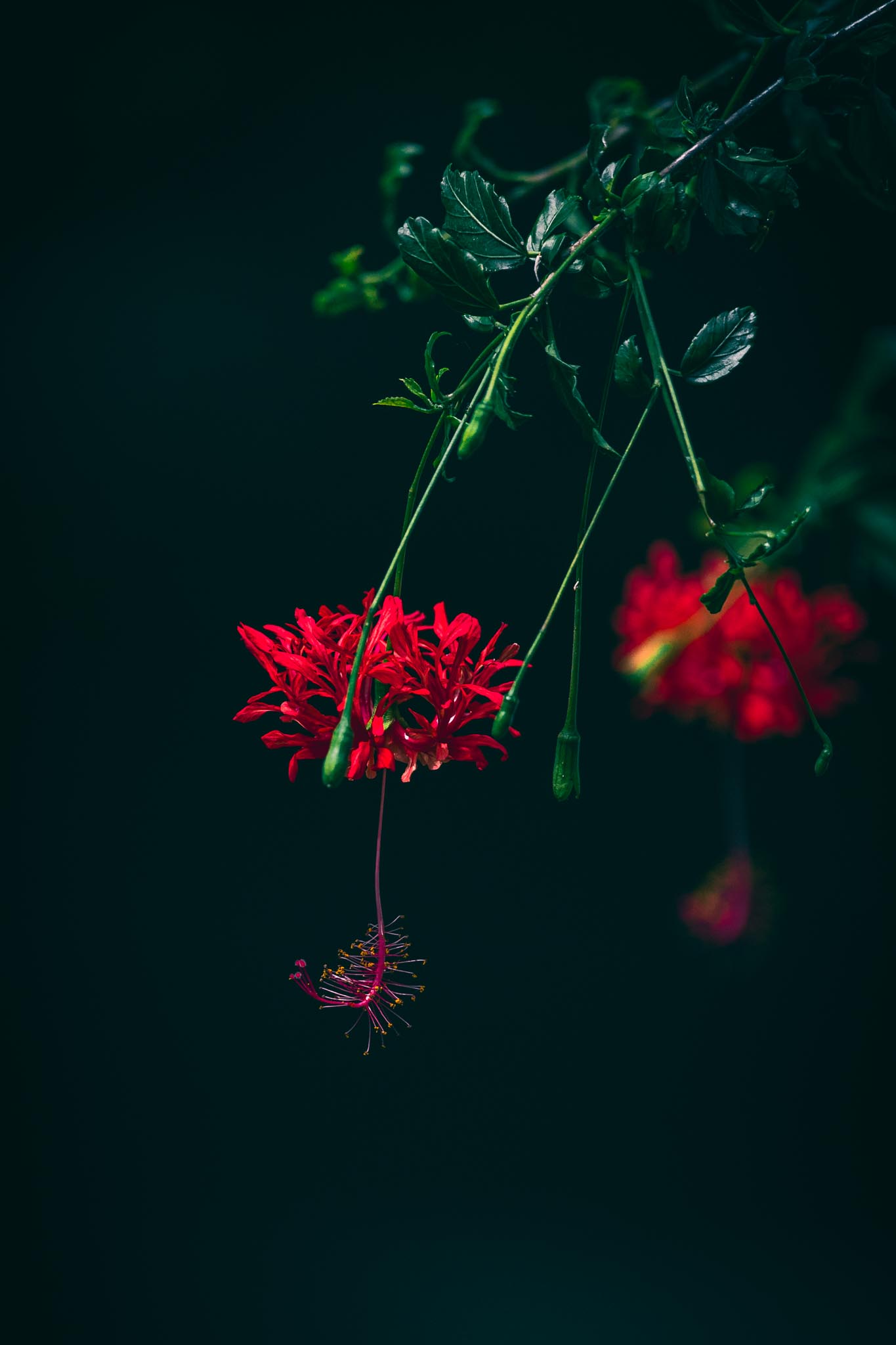 Red hanging flowers in deep shade