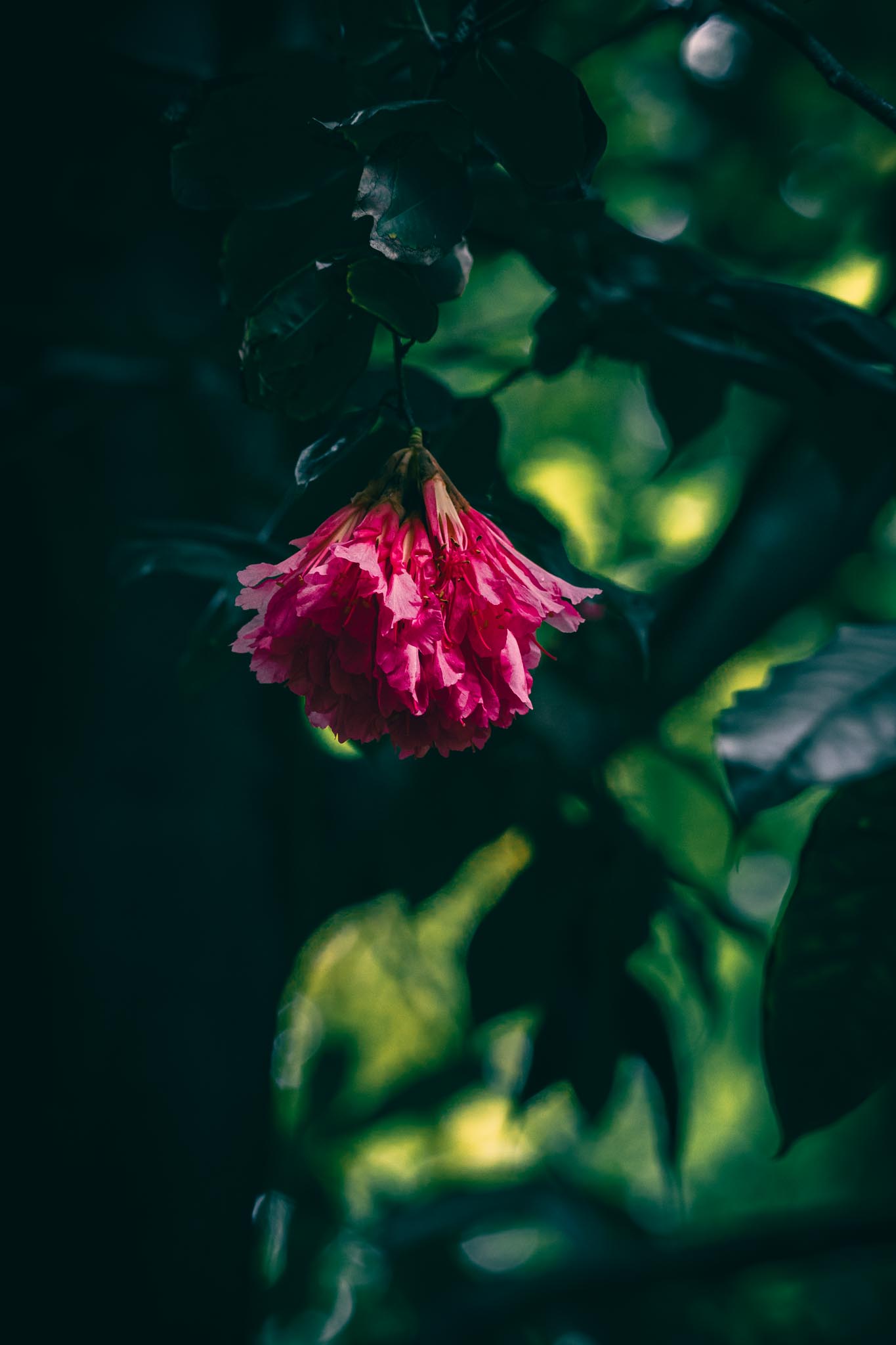 Pink flower tucked into dark greenery