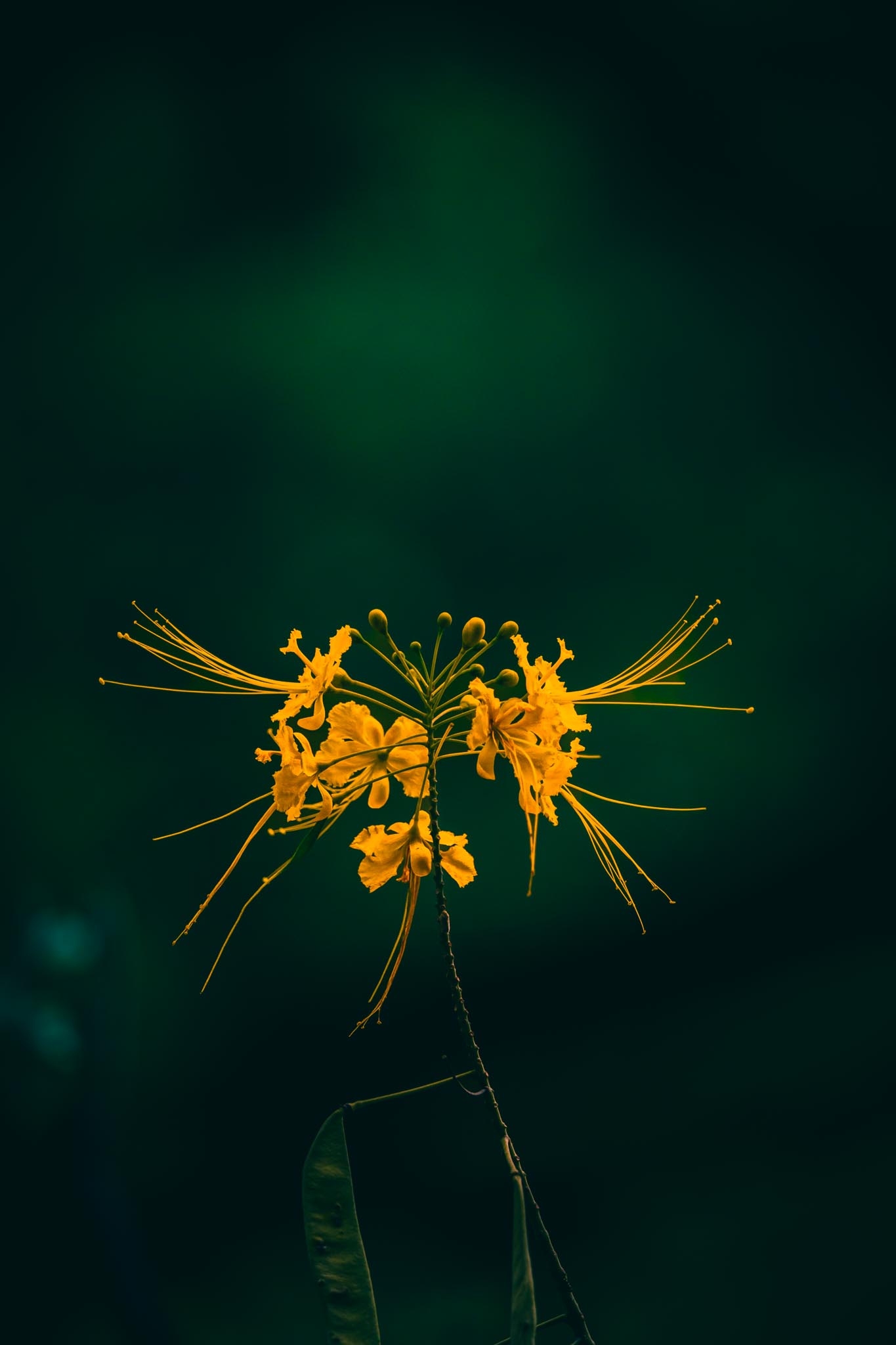 Small yellow flowers in low light