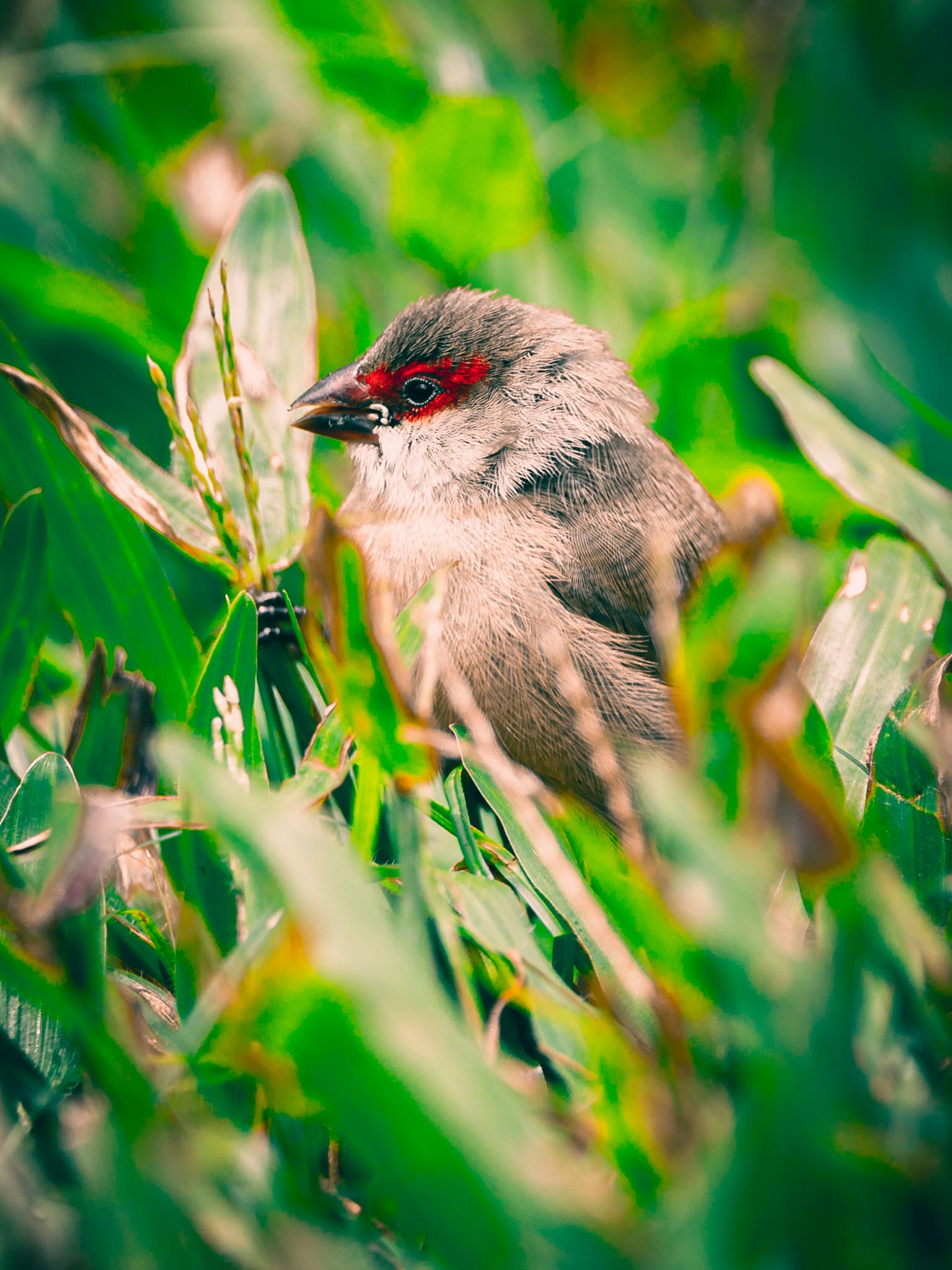 Small introduced bird tucked into green grass