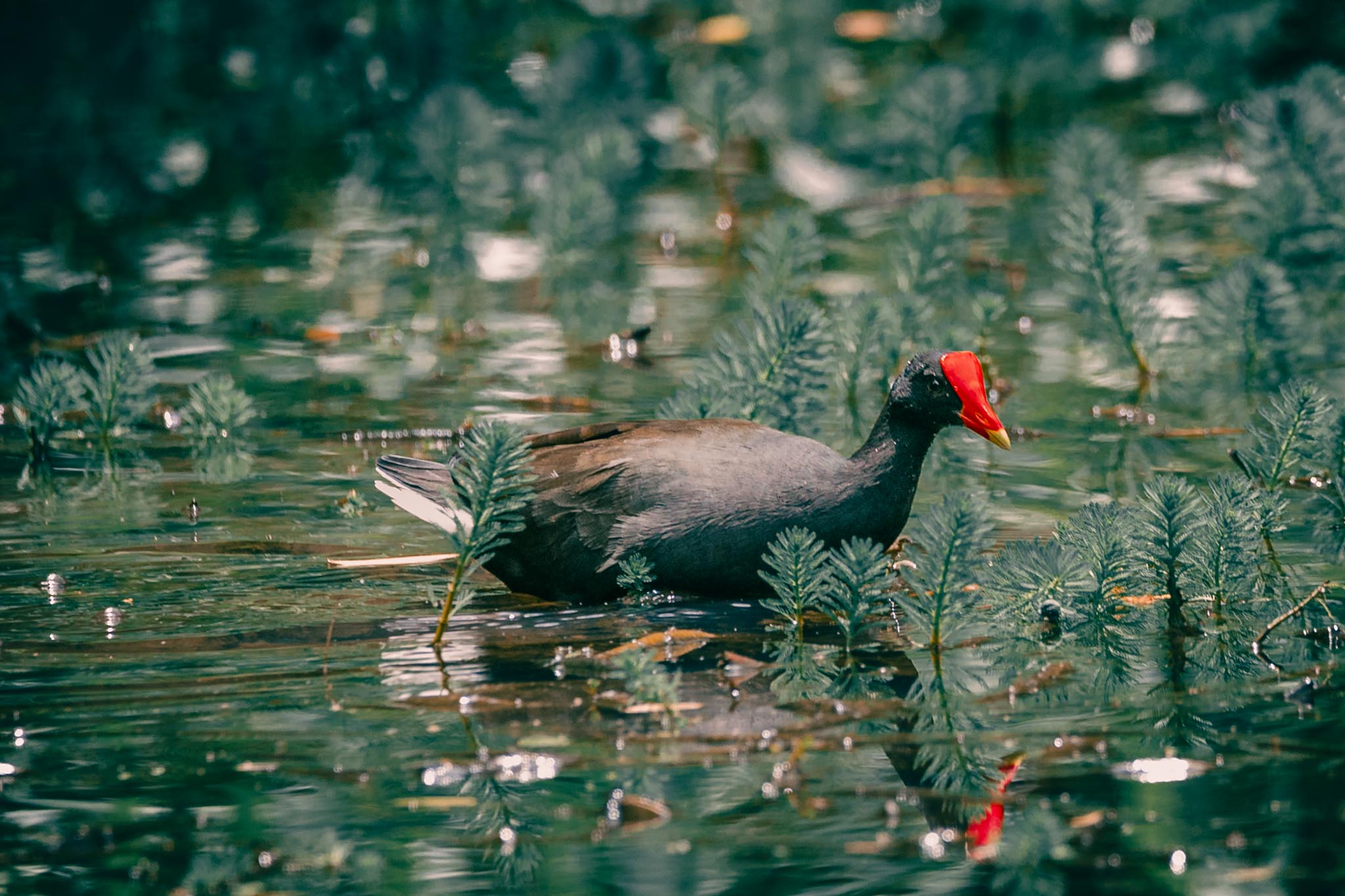 Gallinule swimming among aquatic plants