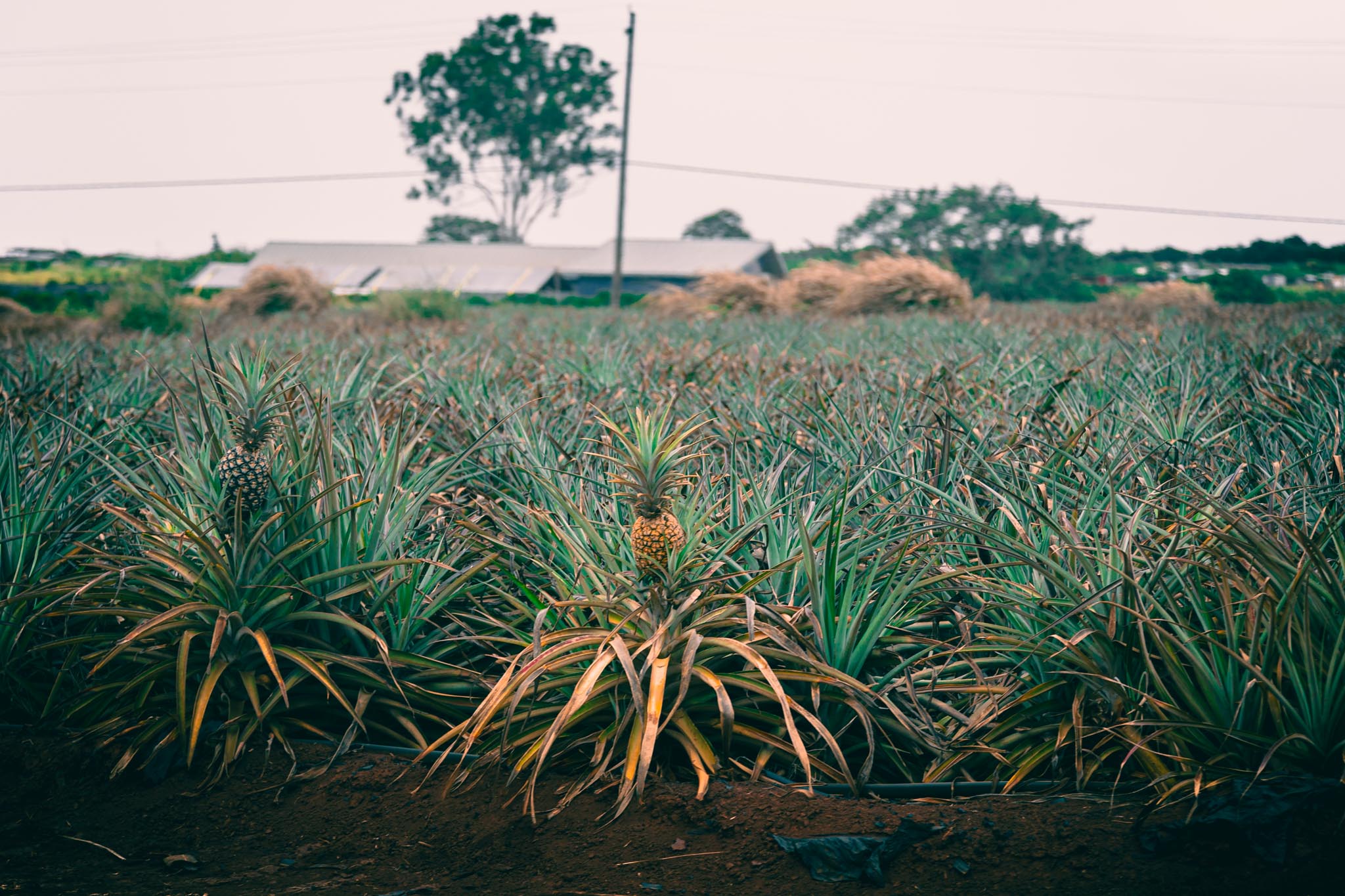 Pineapple rows receding to the barn