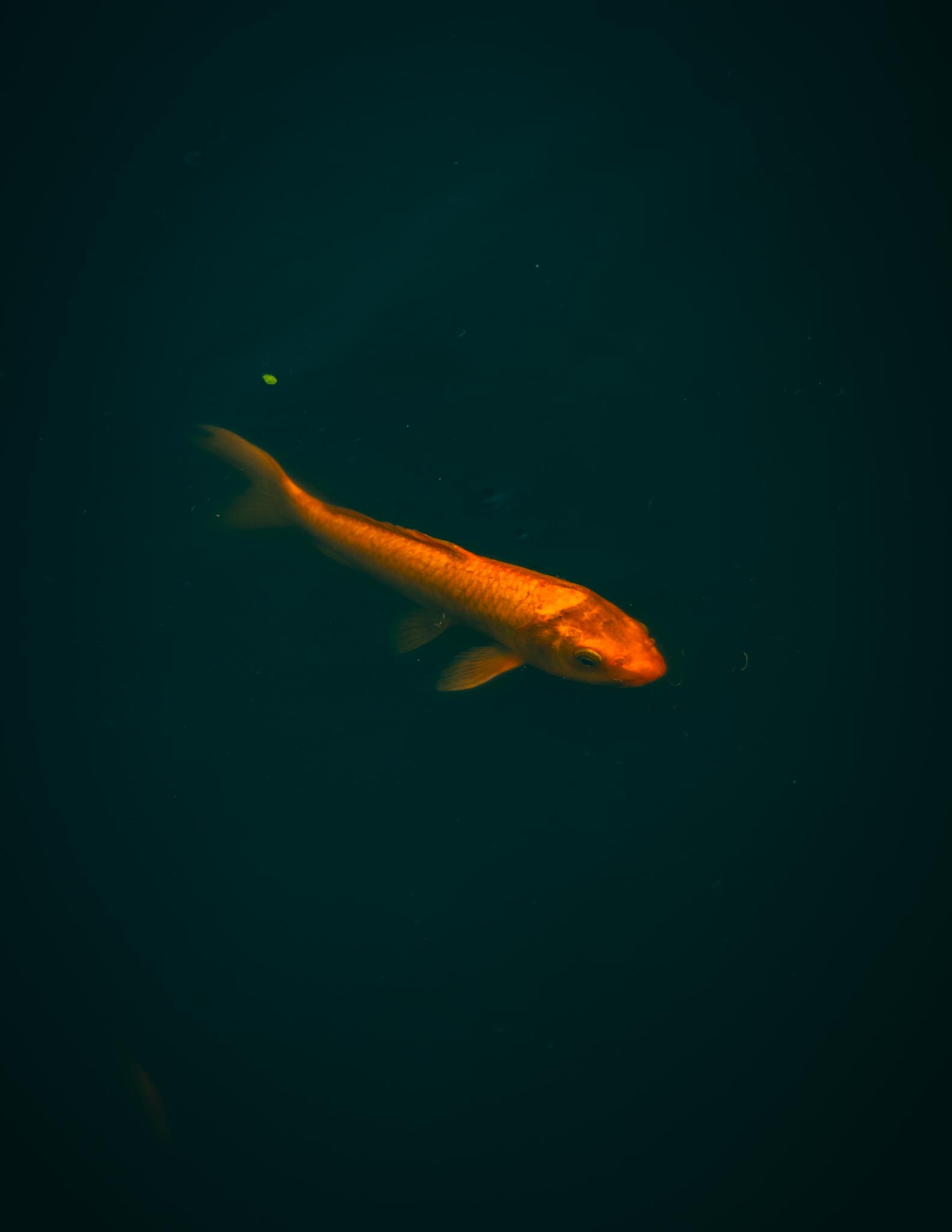 Single koi suspended in dark pond water